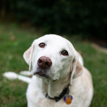 Classen View Veterinary Clinic - Veterinarians Near Me - Oklahoma City, Oklahoma