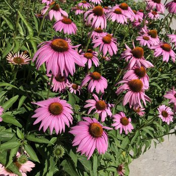 Matter Park - More flowers - Parks Near Me - Marion, Indiana