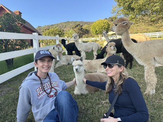 Canzelle Alpacas by null