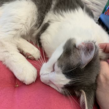 Regal Cat Cafe - Sweet sleepy kitty - Coffee & Tea Near Me - Calgary, Alberta