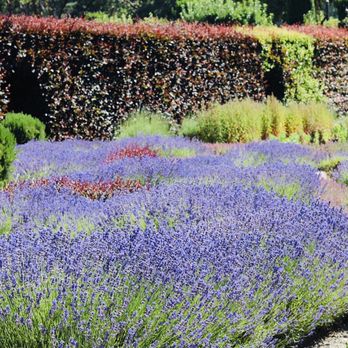 Filoli - Botanical Gardens Near Me - Woodside, California Filoli - Botanical Gardens Near Me - Woodside, California