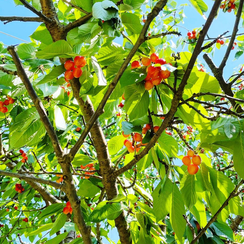 Gulick's Orchard - a cluster of cherries growing on a tree - Local Flavor Near Me - Bangor, Pennsylvania Gulick's Orchard - a cluster of cherries growing on a tree - Local Flavor Near Me - Bangor, Pennsylvania