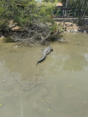 El Cora Crocodile Sanctuary by null
