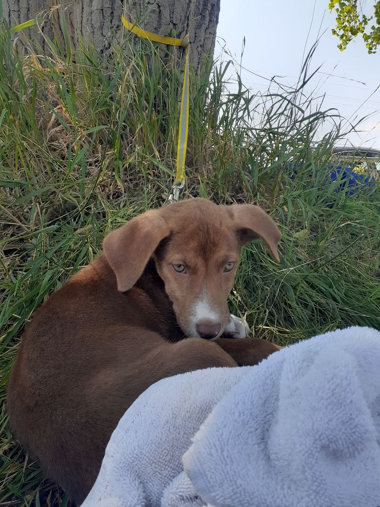 ALL ABOARD ANIMAL RESCUE Updated September 2024 17 Photos 1721 W