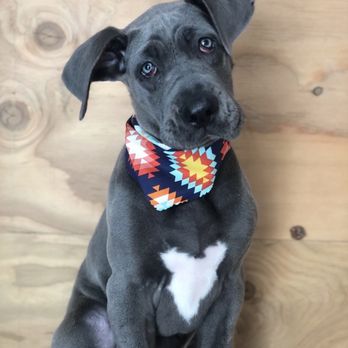 gypsy dog mobile grooming