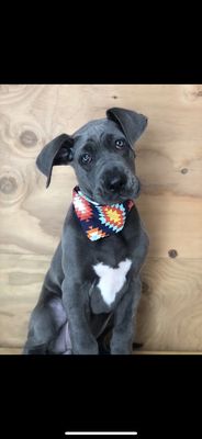 gypsy dog mobile grooming