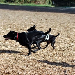 Running dogs in the larger open playfield Running dogs in the larger open playfield