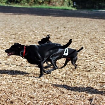 Westcrest Park Off-Leash Area - Running dogs in the larger open playfield - Dog Parks Near Me - Seattle, Washington Westcrest Park Off-Leash Area - Running dogs in the larger open playfield - Dog Parks Near Me - Seattle, Washington