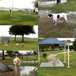 The rain didn't stop us from coming out, the puddles made it more fun for the pups! The rain didn't stop us from coming out, the puddles made it more fun for the pups!