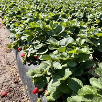 Berry Sweet Acres - Our picking aisle. - Pick Your Own Farms Near Me - Plant City, Florida