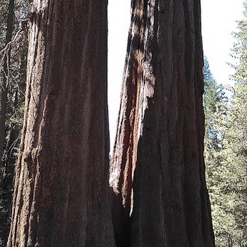 Grant Grove - Grant Grove (G) - Hiking Near Me - Badger, California Grant Grove - Grant Grove (G) - Hiking Near Me - Badger, California