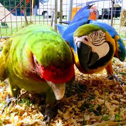 All American Petting Zoo - Sasha and Elvis