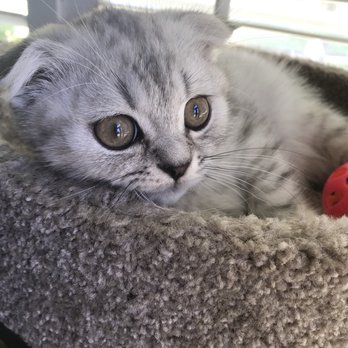Scottish Fold Kittens - Pet Stores Near Me - Los Angeles, California Scottish Fold Kittens - Pet Stores Near Me - Los Angeles, California