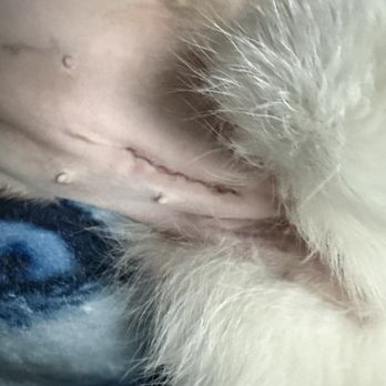 Mid-Cities Animal Urgent Care - Pyometra surgery scar - Veterinarians Near Me - Euless, Texas Mid-Cities Animal Urgent Care - Pyometra surgery scar - Veterinarians Near Me - Euless, Texas