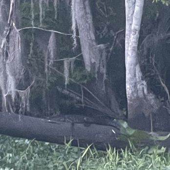 Outback Crab Shack - Gator doing gator things. - Seafood Near Me - Saint Augustine, Florida
