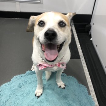 G Mobile Pet Spa - Happy after her spa day! - Pet Groomers Near Me G Mobile Pet Spa - Happy after her spa day! - Pet Groomers Near Me