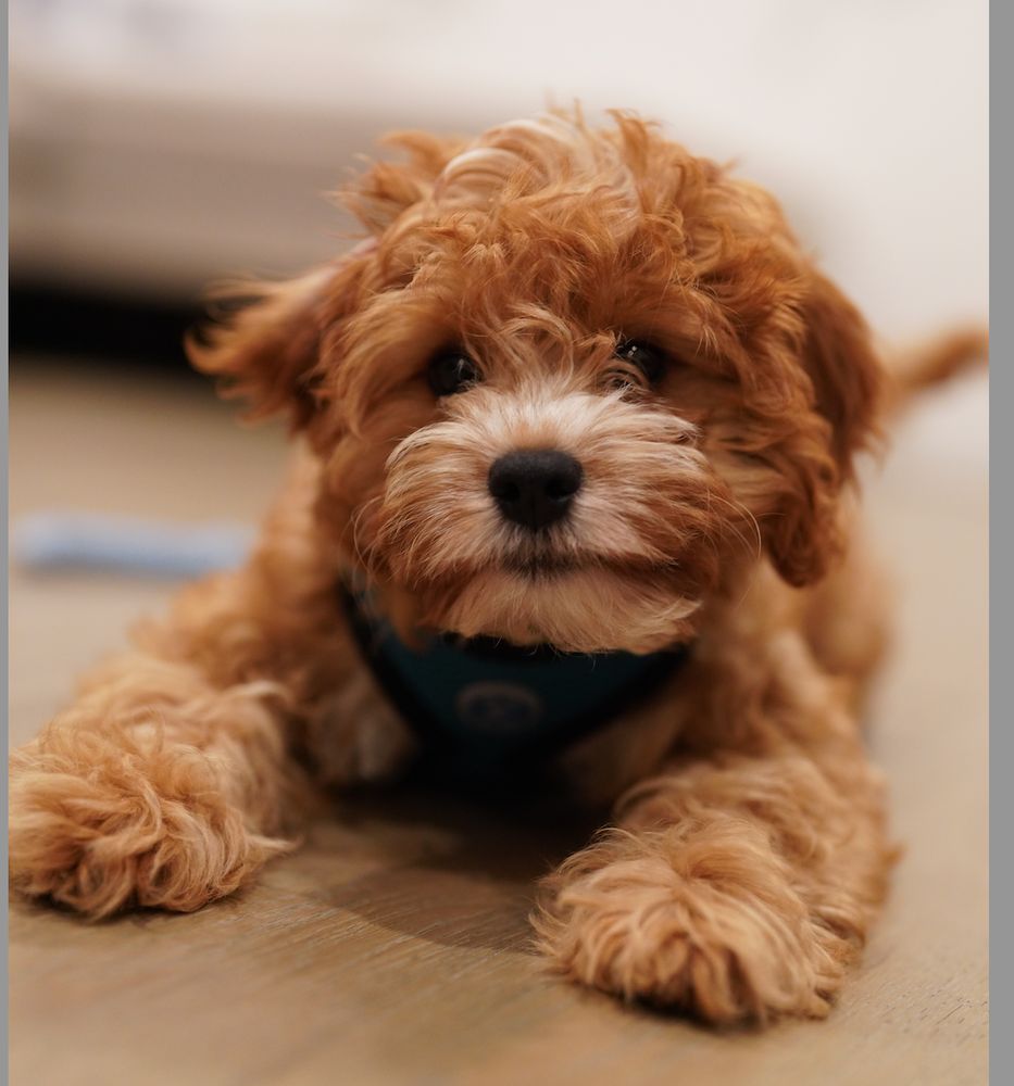 WAGZ Updated August 2024 79 Photos & 119 Reviews 8728 1/4 S