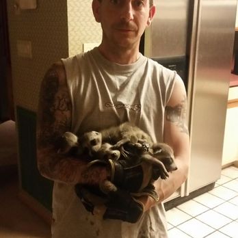 Tag Wildlife Removal - Just an average day getting some babies out of an attic - Pest Control Near Me Tag Wildlife Removal - Just an average day getting some babies out of an attic - Pest Control Near Me