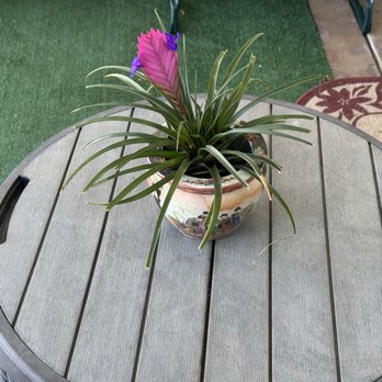 Bamby's Flowers - Wallisia or Pink Quill bromeliad...Bloomed in a week!! So pretty! - Florists Near Me - Carlsbad, California