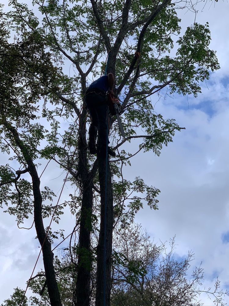 Warming Tree Services, Inc - tree service in Jacksonville, FL