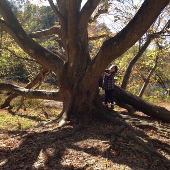 Beaver Lake Bird Sanctuary - Ronni and the Tree of Love. No birds on it, just bonded initials that bespeak of doom. - Parks Near Me - Asheville, North Carolina Beaver Lake Bird Sanctuary - Ronni and the Tree of Love. No birds on it, just bonded initials that bespeak of doom. - Parks Near Me - Asheville, North Carolina