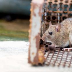 Green Team Pest & Mosquito - Fast and Effective Rodent Removal