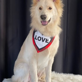 Paws in Motion DB - Pet Groomers Near Me Paws in Motion DB - Pet Groomers Near Me