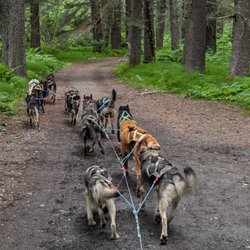 Turning Heads Kennel - On the trail.
