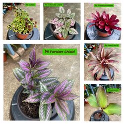 Green Thumb Therapy - $5 each various tropical plants