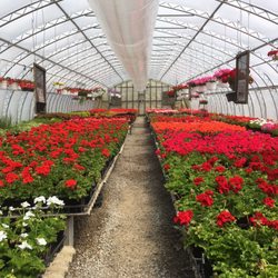 Plant Land - Geraniums