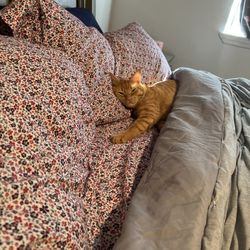 Cove Animal Rescue - One year ago was formally known as Simba now he is Sebastian