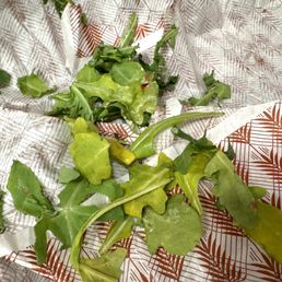 Spoiled/rotten greens in turkey-cranberry sandwich. Spoiled/rotten greens in turkey-cranberry sandwich.