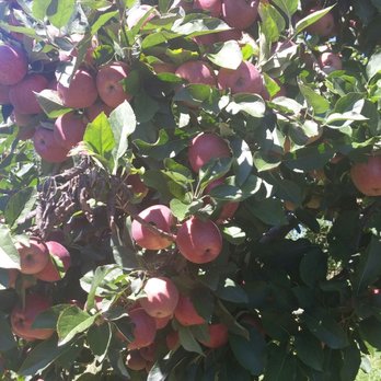 Hartland Orchard - Fruits & Veggies Near Me - Markham, Virginia Hartland Orchard - Fruits & Veggies Near Me - Markham, Virginia