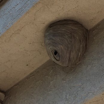 Pest Gone Pest Control - Wasp nest on exterior deck wall of exclusive home! - Pest Control Near Me Pest Gone Pest Control - Wasp nest on exterior deck wall of exclusive home! - Pest Control Near Me