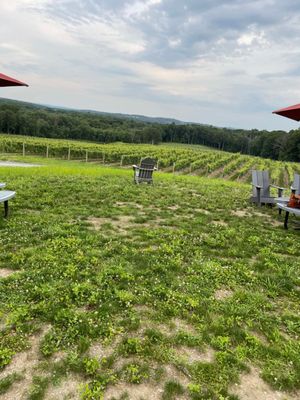Milea Estate Vineyard by null