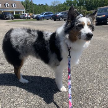 Bloomingtails Pet Salon - Another cut from April '21 - Pet Groomers Near Me - Tallahassee, Florida