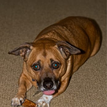 Mindy's Pet Sitting - Katie - Pet Sitting Near Me Mindy's Pet Sitting - Katie - Pet Sitting Near Me