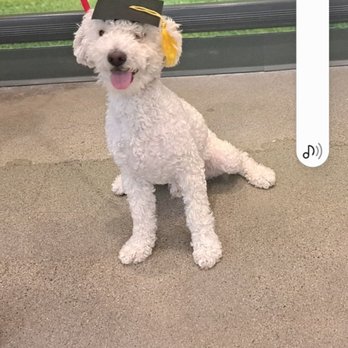 College Pet Clinic - Tiger graduated Summa Cum Laud from the College of Experience In Oceanside, CA - Veterinarians Near Me - Oceanside, California