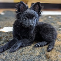 Top Knot Salon - George, the shop pom!