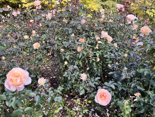 Queenstown Gardens by null