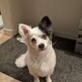 Photo of Pup & Suds