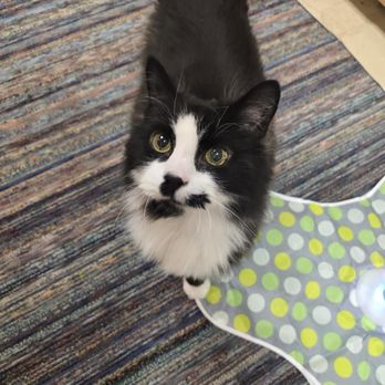 Pet Bnd - Cat, pet - Pet Boarding Near Me - Albuquerque, New Mexico