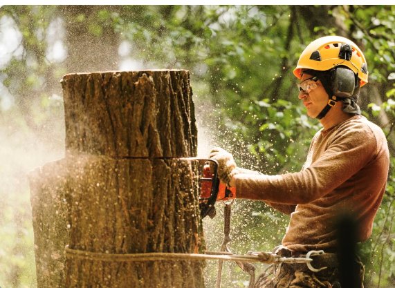 Trees R' Us - tree service in Albuquerque, NM