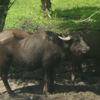 Billie Swamp Safari - Water Buffalo...nice to see but ofcourse has nothing to do with Florida - Zoos Near Me - Clewiston, Florida Billie Swamp Safari - Water Buffalo...nice to see but ofcourse has nothing to do with Florida - Zoos Near Me - Clewiston, Florida