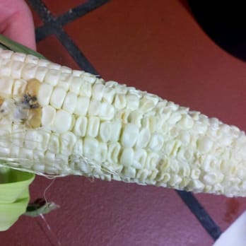 Bull Run Mountain Vegetable Farm - an ear of corn - CSA Near Me - The Plains, Virginia Bull Run Mountain Vegetable Farm - an ear of corn - CSA Near Me - The Plains, Virginia