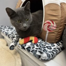 Cat Nook Cafe