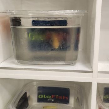 PetSmart - I dont eve want to know how high the ammonia levels are. Who knows how long it's been since they've had a water change. - Pet Stores Near Me - Fort Myers, Florida