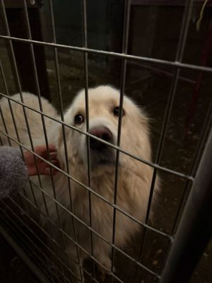 Temecula carriage company by null