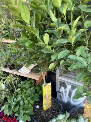 Dahing Plants & Landscaping by null