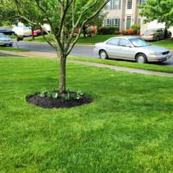 Carl's Lawn Care & Landscaping - Check out the new mulch and grass cut. Looks like plush carpet.